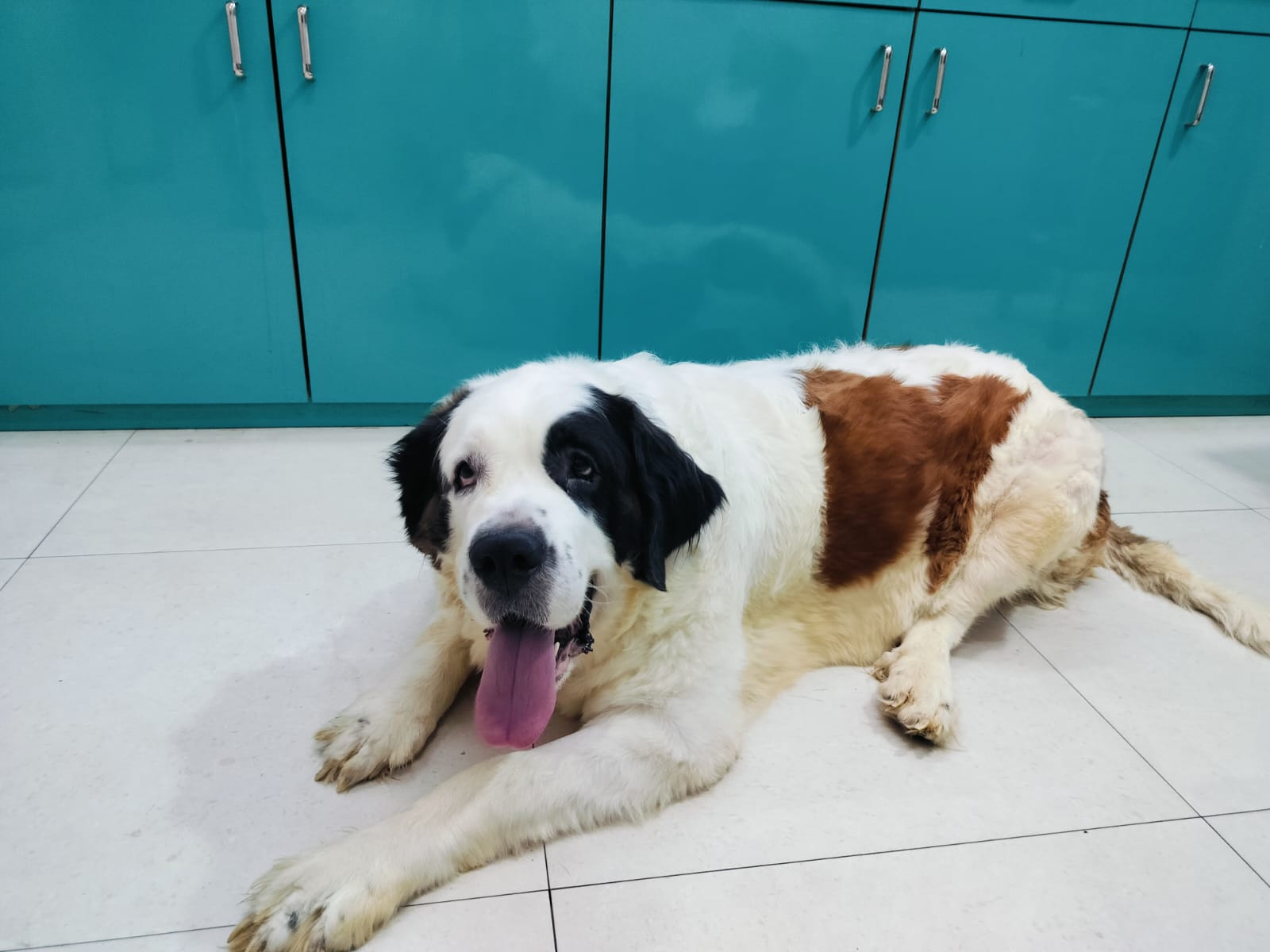 Dogs patient 1